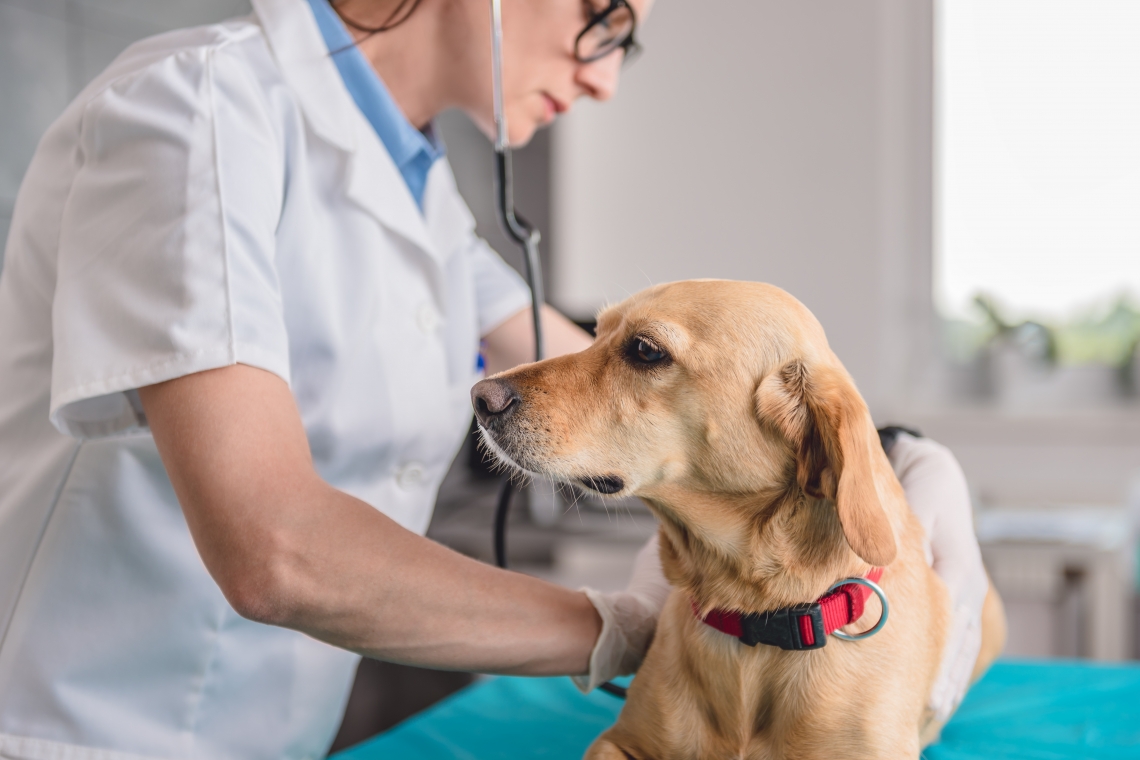 Morbo di Addison (Ipoadrenocorticismo) nel cane